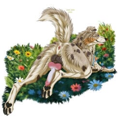 1:1 absurd_res anatomically_correct anatomically_correct_genitalia anatomically_correct_penis animal_genitalia animal_penis anus australian_shepherd balls blue_eyes butt canid canine canine_genitalia canine_penis canis cattledog domestic_dog erection feral genitals herding_dog hi_res knot knotted_penis looking_at_viewer male mammal msdeadsoul pastoral_dog paws penis raised_tail rikuroo sheepdog solo tail