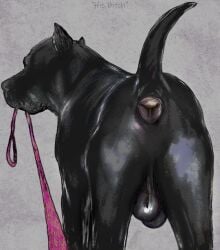 anus ass balls black_balls black_body black_fur canid canine canis cropped_ears darkmare domestic_dog feral first_person_view fur genitals glistening glistening_balls glistening_genitalia leash leashed_pov male mammal muscular muscular_male pink_leash pit_bull presenting presenting_anus presenting_hindquarters raised_tail saggy_balls solo tail