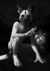 2019 african_wild_dog anthro apple balls canid canine crouching digitigrade everruler flaccid food foreskin fruit fur glowing humanoid_penis levitation looking_at_viewer male mammal monochrome multicolored_fur nails nude pawpads penis simple_background smile smirk solo uncut