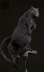 3d animal_genitalia anthro anus ass backsack balls black_fur black_nose canid canine canis chair claws cosmiclife feet feral fur looking_at_viewer looking_back male mammal paws penis pinup pose realistic romeo_(cosmiclife) semi-anthro smile solo standing stool teeth wolf