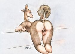 2018 anthro anus ass backsack balls bent_over camelid dock ear_piercing ears_back ecmajor edit fur furgonomics furry-specific_piercing guanaco guiche_piercing hair hi_res hooves horizontal_pupils looking_at_viewer looking_back male male_only mammal nude perineum piercing presenting presenting_hindquarters raised_tail rear_view santiago_sara_(ecmajor) signature simple_background smile snout solo tail tail_piercing