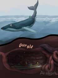 2024 absurd_res akaikosh ambiguous_gender ambiguous_pred ambiguous_prey anthro anthro_prey ardi_(darthardios) artist_name baleen_whale birthday_cake boat bodily_fluids cake cetacean clothing dessert duo extreme_size_difference feral feral_pred food fully_inside green_eyes grey_body guts hat headgear headwear hi_res humpback_whale internal intestines lamp lantern larger_ambiguous larger_feral larger_pred male_(lore) mammal marine object_vore onomatopoeia oral_vore organs party_hat red_body red_scales scales scalie sea size_difference smaller_ambiguous smaller_anthro smaller_prey soft_vore sound_effects stomach stomach_acid text tongue tongue_out url vehicle vore water watercraft watermark whale