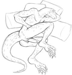 1boy anthro beastars gosha_(beastars) komodo_dragon lizard male male_only mature_male monitor_lizard nude old penis pillow reptile scalie simple_background sketch solo thegreatmatsutzu