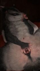 2025 2_clitorises 5_fingers 9:16 absurd_res american_opossum anal_fluids anatomically_correct anatomically_correct_anus anatomically_correct_cloaca anatomically_correct_genitalia anatomically_correct_pussy animal_clitoris animal_genitalia animal_pussy anus anus_focus artist_logo artist_name ass bedroom_eyes big_pupils black_body black_cloaca black_ears black_eyes black_fur black_markings black_skin bodily_fluids claws clitoris cloaca cloaca_focus cloaca_juice constructed_language countershading detailed digital_media_(artwork) digital_painting_(artwork) digitigrade dipstick_ears ear_markings eye_markings facial_markings female female_(lore) female_feral feral finger_claws fingerless_(marking) fingers fluffy foreshortening forked_pussy front_view fur genital_fluids genital_focus genitals gesture grey_body grey_fur guard_hair hammock hand_gesture hand_on_crotch hdyly head_markings hemiclitores hi_res hybrid inside inviting kali_denise lineless logo looking_at_viewer lying mammal markings marsupial marsupial_genitalia marsupial_pussy monotone_anus monotone_markings monotone_tail mouth_markings multi_clitoris multi_genitalia multicolored_body multicolored_ears multicolored_fur narrowed_eyes on_back painting_(artwork) paws pillow pink_anus pink_body pink_ears pink_nose pink_pussy pink_skin pink_tongue portrait pouch_(anatomy) presenting presenting_anus presenting_cloaca presenting_hindquarters presenting_pussy pupils pussy realistic realistic_feral realistic_fur red_bedding reverse_v_sign ruff seductive shaded signature simple_background smaller_version_at_source smile smiling_at_viewer smirk smirking_at_viewer solo spread_anus spread_cloaca spread_pussy spreading tail teeth teeth_showing text textured_background thick_thighs three-quarter_portrait tongue tongue_between_fingers tongue_out tuft v_sign vaginal_fluids virginia_opossum water_opossum whisker_spots whiskers white-eared_opossum white_claws wide_hips