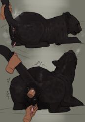 anal anal_sex anatomically_correct anatomically_correct_genitalia anatomically_correct_penis animal_genitalia animal_penis anus ass balls black_body black_fur bodily_fluids cum cum_on_hand disembodied_hand disembodied_penis duo felid feline_genitalia feline_penis feral feral_penetrated fur genital_fluids genitals handjob head_thrown_back hi_res human human_on_feral human_penetrating human_penetrating_feral interspecies looking_away lying male male/male mammal musk on_front orgasm pantherine penetration penile penile_spines penis presenting presenting_anus pulling_sheath raised_tail realistic_feral rear_view sepulte sex sheath side_view simple_background sweat sweaty_butt tail tail_pull zoophilia