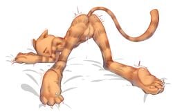 andromorph cuntboy cuntboy_only dogman_(series) intersex petey_the_cat pussy