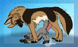 2boys all_fours anal animal_genitalia animal_penis anus ass big_penis black_nose black_penis blue_background brown_fur canine canine_penis canis claws cum cum_in_ass cum_inside digitigrade duo erection feet feral feral_on_feral fur furry gay german_shepherd grey_fur hi_res hyena iceshadow13 interspecies knot larger_male leaking looking_down male male_only mammal multicolored_fur nintendo north_shepherd nude original_character paws penis pokémon_(species) pokemon pokemon_(species) pokemon_rse poochyena quadruped red_eyes sex size_difference smaller_male standing stellarity_the_poochyena tail teeth text toe_claws video_games watermark yaoi yellow_eyes