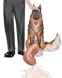 2019 anihsul balls biff_(german_shepherd) big_balls big_penis big_tongue canid canine canis clothing cum cum_on_ground domestic_dog drooling duo erection faceless_male fur german_shepherd hand_on_head hi_res huge_balls human hyper hyper_penis knot male male_only mammal penis saliva smile tongue tongue_out