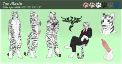 2019 absurd_res anatomically_correct anthro balls blue_eyes clothing erection felid feline fur hi_res looking_at_viewer male mammal model_sheet necktie nipples nude pantherine penis siberian_tiger smile solo stripes suit tau_maxim tiger white_fur