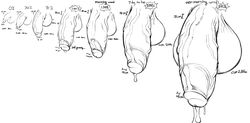 absurd_res ambiguous_species ball_growth balls berseepon09 big_balls cum erection excessive_cum growth half-erect hi_res huge_balls humanoid_penis hyper hyper_balls hyper_penis line_art male male_only mammal morning_wood original penis penis_growth precum sequence shota_deer_(character) text thick_penis vein veiny_penis