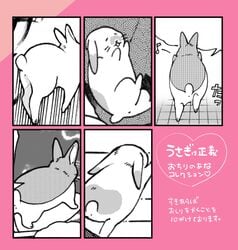 2016 anus azuma_minatsu ichthy0stega lagomorph mammal open_mouth rabbit text translation_request