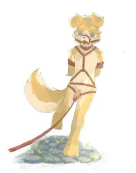 2025 4_toes anthro arm_tuft ball_gag balls black_nose blue_eyes bondage bound canid canine canis collar crowl_(regcron) domestic_dog eyebrows facial_tuft feet floppy_ears fluffy fluffy_tail fur gag genitals hands_behind_back hands_tied hi_res hip_tuft humanoid_genitalia humanoid_penis leash male mammal multicolored_body multicolored_fur navel nude_anthro nude_male pawpads penis red_collar red_leash regcron restraints rope rope_bondage rope_harness shoulder_tuft simple_background solo standing tail toes tuft two_tone_body two_tone_fur walking white_background white_body white_eyebrows white_fur yellow_balls yellow_body yellow_fur
