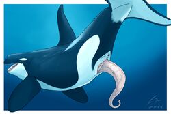 2019 animal_genitalia animal_penis anus cetacean cetacean_penis delphinoid feral genital_slit imperatorcaesar looking_back male male_only mammal marine oceanic_dolphin open_mouth orca penis raised_tail slit solo tapering_penis tongue toothed_whale underwater vein veiny_penis water