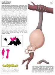 eaten_then_fucked impregnation inside_creature interspecies interspecies_impregnation lore monster monster_on_female professor_ashley_(ttp) sci-fi tentacle tentacle_sex the_tentacle_professor vore vore_sex