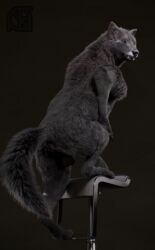 3d absurd_res animal_genitalia anthro anus ass backsack balls black_fur black_nose canid canine canis chair claws cosmiclife feet feral fur hi_res looking_at_viewer looking_back male mammal paws penis pinup pose realistic romeo_(cosmiclife) semi-anthro smile solo standing stool teeth wolf