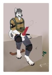 1boy 2019 animal_genitalia animal_penis anthro backpack canine canine_penis clothed clothing cum cumshot digitigrade ejaculation erection feet fur furry grey_fur hi_res homogenousrule husky knee_pads knot long_penis male male_only mammal masturbation nordic_sled_dog orgasm pants paws penile_masturbation penis shirt simple_background sitting solo spitz testicles topwear white_fur wristwatch