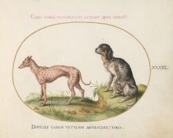 16th_century absurd_res ancient_art animal_genitalia balls biological_illustration canid canine canis claws detailed_background digitigrade domestic_dog duo feral finger_claws floppy_ears folded_ears fully_sheathed fur genitals grass hi_res joris_hoefnagel latin_text male male_feral mammal markings painting_(artwork) paws plant public_domain quadruped sheath side_view sitting spots spotted_body spotted_fur standing tail technical_illustration text toe_claws traditional_media_(artwork) traditional_painting_(artwork) traditional_watercolor_(artwork) translation_request watercolor_(artwork) zoological_illustration