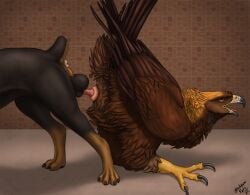 absurd_res accipitrid accipitriform anatomically_correct animal_genitalia anus ass_to_ass ass_up avian balls beak bird brown_body brown_feathers canid canine canis claws cloaca cloacal cloacal_knotting cloacal_penetration domestic_dog eagle feathered_wings feathers feral feral_on_feral ferobird genitals golden_eagle hi_res interspecies knot_bulge knot_tugging knotting male male/male mammal mastiff molosser penetration raised_tail realistic_feral rottweiler sawyer_(ferobird) scuted_legs scutes sex tail tail_feathers toe_claws true_eagle windpaw wings
