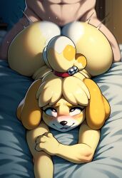 1male1female ai_generated animal_crossing animal_crossing_new_leaf anthro ass big_ass blat_0 blush booty canid canine canis domestic_dog female furry furry_female hair_accessory huge_ass human_on_anthro human_on_furry isabelle_(animal_crossing) male male/female male_on_anthro male_on_female male_on_furry prone_bone prone_bone_position self_upload sex video_game video_game_character video_games yellow_fur yellow_skin