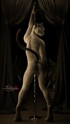 anthro anus balls collar digitigrade domestic_cat felid feline felis genitals hi_res looking_at_viewer looking_back looking_back_at_viewer male mammal pole raised_tail rear_view sherwood siamese solo standing tail