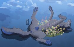 animal_genitalia animal_vulva anus black_body black_fur blue_anus blue_body blue_ears blue_eyes blue_fur blue_nose blue_pawpads blue_vulva brozoi canid canine canine_genitalia canine_vulva canis domestic_dog female feral flower fur genitals grey_body grey_fur groenendael looking_at_viewer lying mammal on_back paintbrush_tail pawpads plant rodi simple_background solo spreading vulva