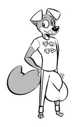 2019 anthro balls big_balls biped black_and_white black_nose bottomwear brown_fur brown_tail bulge canid canine canis clothed clothing domestic_dog floppy_ears fur hi_res kom komdog komponi male male_only mammal monochrome pants shirt solo t-shirt tan_ears tight_bottomwear tight_clothing tight_pants topwear