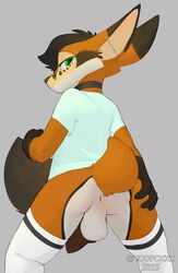 2019 anthro anus balls canid canine clothing collar fox green_eyes hi_res looking_at_viewer looking_back male male_only mammal shirt solo spreading standing togaed topwear vander