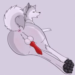 anatomically_correct animal_genitalia anus ass atlus balls big_butt canid canine canis domestic_dog feral hi_res hindpaw invalid_tag kaze~inu koromaru_(megami_tensei) lying male male_only mammal megami_tensei paws penis persona presenting presenting_hindquarters red_eyes shiba_inu solo spitz tongue video_games