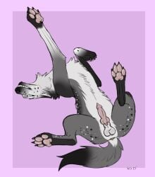 2025 animal_genitalia animal_penis anus balls canid canine canine_genitalia canine_penis canis erection feral fur genitals grey_body grey_fur hi_res knot lying male mammal on_back penis simple_background solo sylvertears wolf