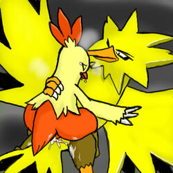 anthro avian combusken female feral legendary_pokemon nintendo pokemon pokemon_(species) pokemon_rgby pokemon_rse tagme tail zapdos