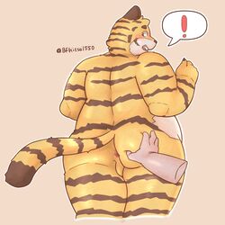 ! 1:1 anthro anus ass backsack balls bfkitsu1550 blush brown_eyes brown_fur clothing felid fur hi_res looking_back male male_only mammal nude obese orange_fur overweight pantherine perineum solo spread_butt spreading tiger