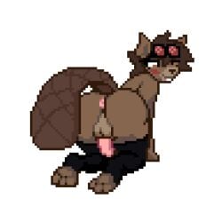animated anthro anus ass balls beaver beaver_tail bitassembly black_clothing black_legwear black_thigh_highs blush brown_eyes brown_hair clothing cotton_(cottonthebeaver) digital_media_(artwork) eyewear femboy genitals goggles hair legwear looking_back low_res male male_only mammal paws penis pixel_(artwork) pixel_animation presenting presenting_anus red_eyewear red_goggles rodent shaking_butt smile solo thigh_highs