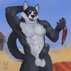 2019 abs anthro balls beach canid canine canis clothing domestic_dog erection fur humanoid_penis husky male male_only mammal muscular muscular_male nordic_sled_dog nude open_mouth penis sand seaside sky solo spitz swimwear tintiai water white_fur