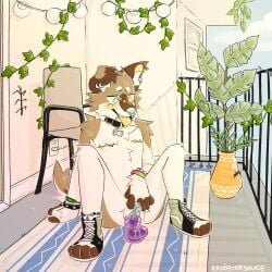 absurd_res andromorph anthro balcony bodily_fluids canid canine canis clitoris clitoris_piercing clothing collar dildo domestic_dog exhibitionism footwear genital_fluids genital_piercing genitals hi_res intersex mammal mastectomy_scar outside piercing public rroostersauce scar sex_toy shoes sneakers solo vaginal_fluids vulva