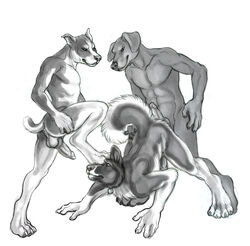 2010 anthro balls canine erection furry gay group male no_humans penis rukis threesome