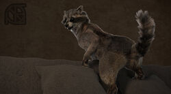 3d animal_genitalia animal_pussy anthro anus ass black_nose cosmiclife feet female feral fur looking_back mammal paws pillow pinup pose presenting presenting_anus presenting_pussy procyonid pussy raccoon raised_tail realistic semi-anthro smile sofa solo spread_legs spreading sue_andy_(cosmiclife)