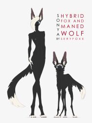 2019 3:4 5_fingers absurd_res anthro black_body black_fur blue_eyes canid canine claws female feral finger_claws fingers fox fur genitals hair hi_res humanoid_hands mammal maned_wolf medium_hair nude_anthro nude_female pussy seryfoxx simple_background standing tail white_background white_hair