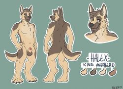 2015 animal_genitalia anthro balls canid canine canis domestic_dog furry furry_only german_shepherd halex herding_dog king male male_only mammal model_sheet muscular muscular_male nude pastoral_dog penis penis_tip royalty sheath shepherd simple_background solo solo_male vektorstate