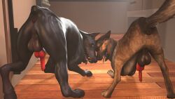 16:9 3d_(artwork) anus balls big_balls black_body black_fur blue_eyes canid canine canis digital_media_(artwork) dobermann dogmeat domestic_dog duo feral fur furniture gay genitals hi_res human male male_only mammal obsceneeighteensfm pinscher presenting_anus presenting_hindquarters puffy_anus solo table widescreen