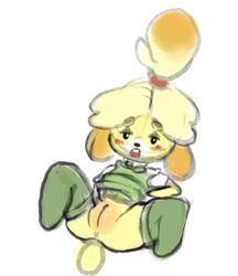 animal_crossing anus blush canid canine canis clothing domestic_dog female ftrashman_(artist) fur invalid_tag isabelle_(animal_crossing) legwear mammal nintendo pussy simple_background solo sweater topwear video_games yellow_fur