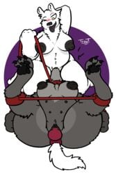 2019 2:3 anthro bear_mom_(rmaster) big_breasts blizzard_entertainment blush bondage breasts canid canine collar dildo domination duo facesitting female female/female female_domination fernier hi_res leash mammal nude one_eye_closed polar_bear sex_toy simple_background slightly_chubby spreader_bar submissive_female tongue tongue_out trout_(artist) ursid ursine video_games warcraft were werecanid werecanine werewolf worgen yuri