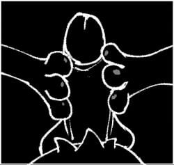 3_toes animated anthro balls belly black_and_white bodily_fluids crotch_tuft cum cum_on_feet digital_drawing_(artwork) digital_media_(artwork) ejaculation erection feet foot_fetish foot_play footjob genital_fluids genitals glistening humanoid_genitalia male_focus monochrome sex short_playtime spread_toes toes tuft