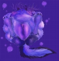 2026 anthro belly big_belly blue_body blueberry_inflation bodily_fluids breasts bubble butt canid canine canis claws colored digital_drawing_(artwork) digital_media_(artwork) dripping_wet drooling expansion feet female fur genitals hair hi_res hindpaw huge_belly hyper hyper_belly hyper_genitalia hyper_vulva immobile inflation mammal nipples nude overwhelmed paws plaksapisya saliva simple_background solo swelling tail terminallyonlinewerewolf tongue tongue_out vulva wolf