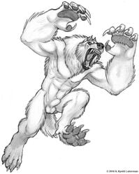 animal_genitalia anthro_only balls canid canine canis claws fangs fully_sheathed hindpaw kyoht kyoht_luterman leaping male mammal no_humans osborne pawpads paws roaring sheath simple_background sketch solo were werecanid werecanine werewolf white_background wolf