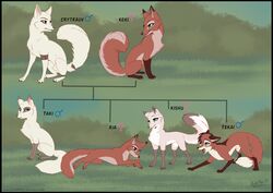 animal_genitalia balls canid canine family family_tree female feral fox fully_sheathed fur kishu male mammal red_fur rukifox sheath tekai white_balls white_fur