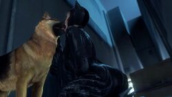 1boy 1girls 3d animated ass batman:_arkham_knight batman_(series) canine catwoman catwoman_(arkham) catwoman_(arkham_knight) dc dc_comics dog female female_kissing_feral female_on_feral feral feral_on_female french_kissing german_shepherd human_kissing_feral human_on_feral interspecies kissing licking male masturbation noname55 open_mouth selina_kyle sound source_filmmaker tongue tongue_out video zoophilia