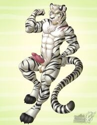 anthro balls erection felid herzog_silverfang hi_res male male_only mammal muscular muscular_male nude pantherine penis pose solo tiger