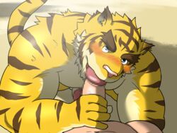 2019 4:3 anthro blush censored felid fur furry hiroyuki_(morenatsu) human human_on_anthro humanoid_hands humanoid_penis interspecies male mammal morenatsu muscular oral pantherine penis sex tiger torahiko_(morenatsu) unknown_artist yaoi yellow_fur