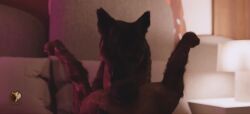 3d_(artwork) 3d_animation animal_genitalia animal_penis animated bedroom canid canine canine_genitalia canine_penis canis digital_media_(artwork) domestic_dog duo erection fellatio feral feral_on_feral feral_penetrated feral_penetrating feral_penetrating_feral first_person_view fur genitals german_shepherd herding_dog knot knotted_penis male male/male male_penetrated male_penetrating male_penetrating_male mammal oral oral_penetration pastoral_dog penetration penile penile_penetration penis realistic_feral sex short_playtime sound tagme trioami260 video video