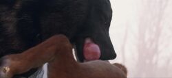 3d_(artwork) 3d_animation 69_position animal_genitalia animal_penis animated balls body_part_in_mouth canid canine canine_genitalia canine_penis canis deep_throat digital_media_(artwork) domestic_dog duo erection fellatio feral feral_on_feral feral_penetrated feral_penetrating feral_penetrating_feral genitals knot knotted_penis male male/male male_penetrated male_penetrating male_penetrating_male mammal mutual_oral oral oral_only oral_penetration penetration penile penile_penetration penis penis_in_mouth sex sheath shiba_inu short_playtime sound spitz tagme trioami260 video video wolf